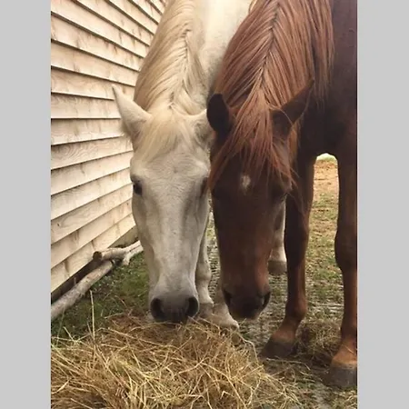 Maison Individuelle Avec Terrasse Proche De Bale Tatil Evi